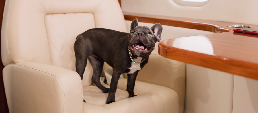 Flying A Dog To The U.S.